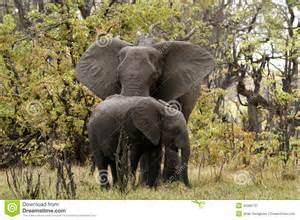 African Bush Elephant Family