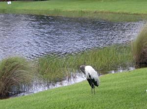The shy, endangered woodstork in back of my house.