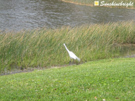 great white egret 3